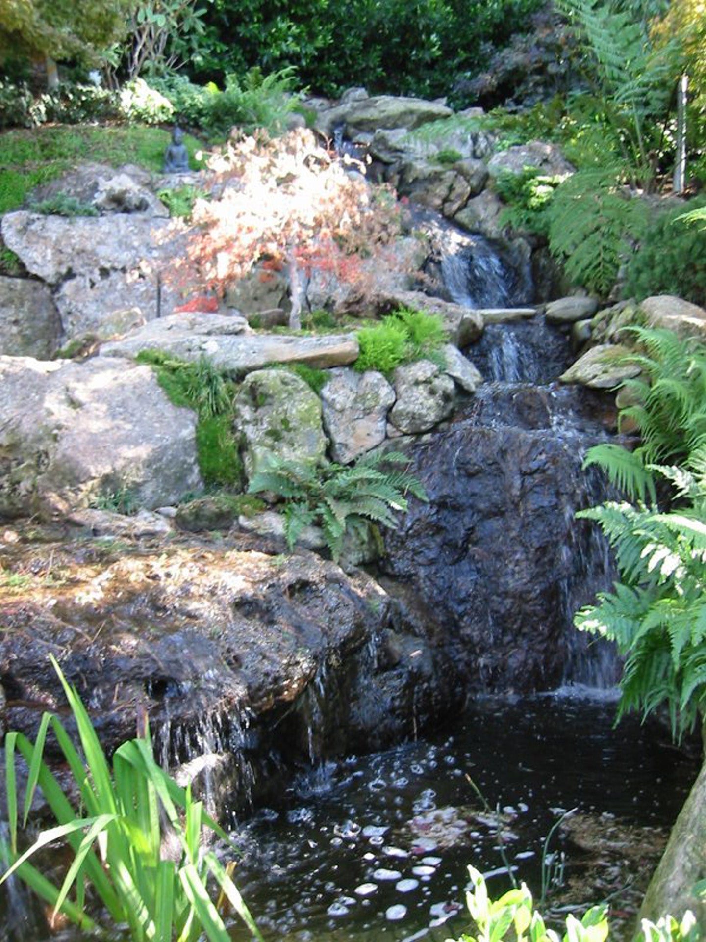 Tiburon Garden
